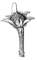 Capsule - Septifragal